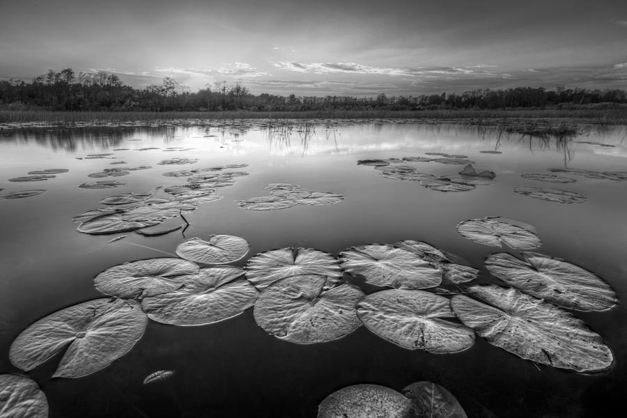 Lily Pads in the Glades Black and White Photograph by Debra and Dave Vanderlaan