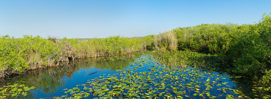 Everglades National Park Photograph - Lily Pads In The Lake, Anhinga Trail by Panoramic Images