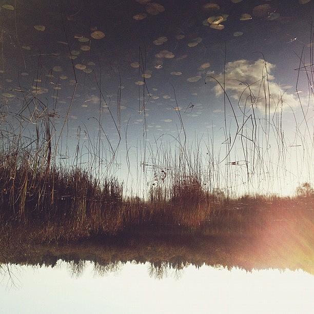 Vsco Photograph - Lily Pads In The Sky by Rebecca Guss
