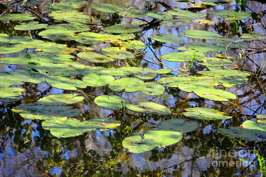 Lily Pads in the Swamp Photograph by Carol Groenen
