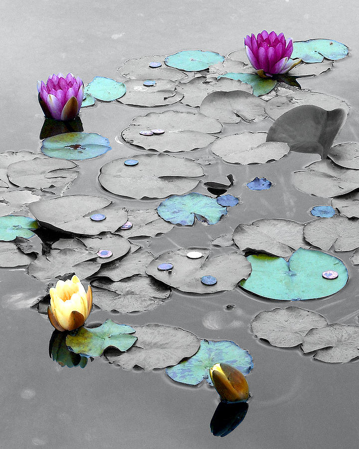 Lily Photograph - Lily Pads by Lori Schneider