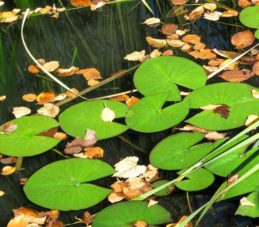 Lily Pads Photograph by Mary Bedy