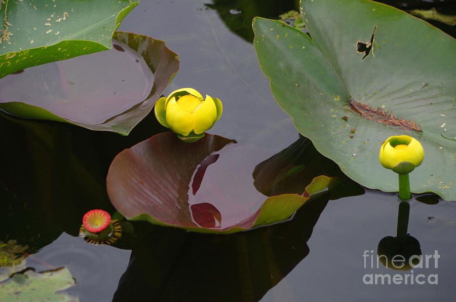 Flower Photograph - Lily pads by Maureen Kyle