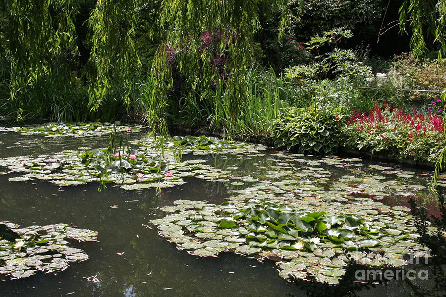 Tree Photograph - Lily Pads Monets Garden by Christiane Schulze Art And Photography