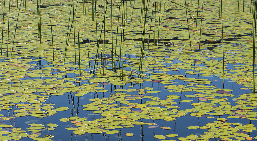Nature Photograph - Lily Pads N Reeds by Loree Johnson