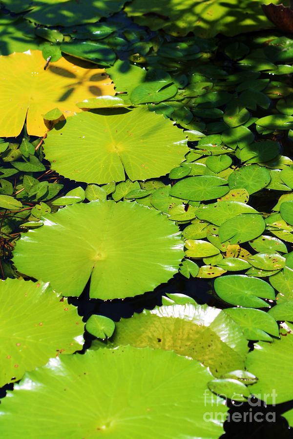 Lily Pads On Black Water Photograph