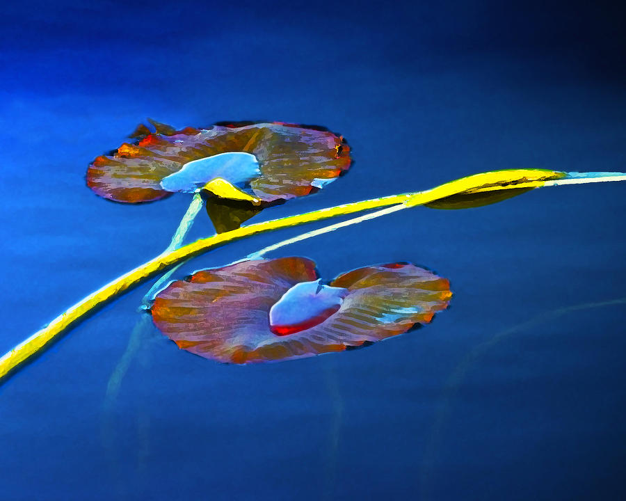 Lily Pads On Blue Water Photograph