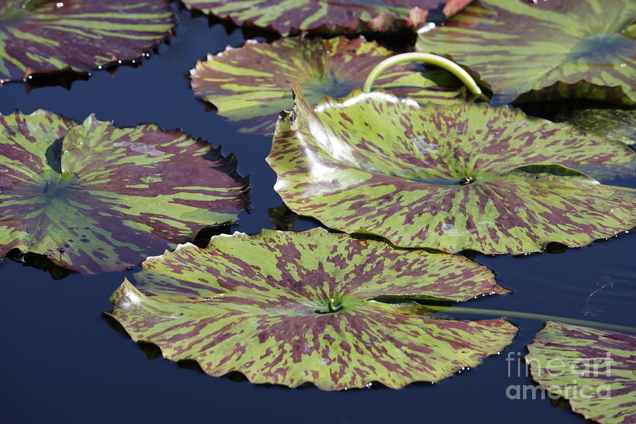 Lily Pads on Calm Pond Photograph by Carol Groenen