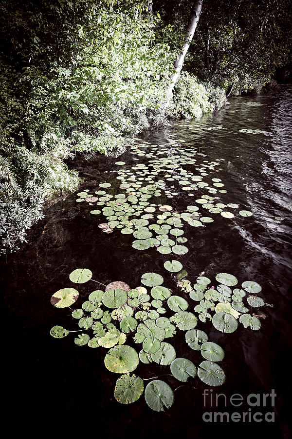 Lily Pads On Dark Water 3 Photograph