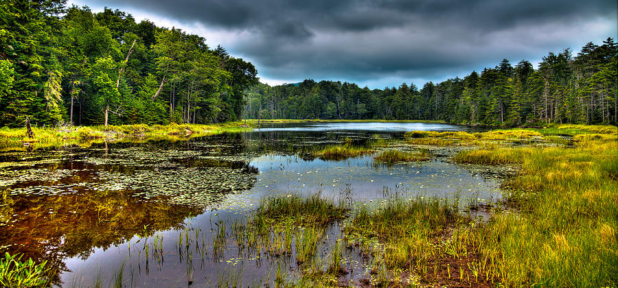 Lily Pads on Fly Pond Photograph by David Patterson