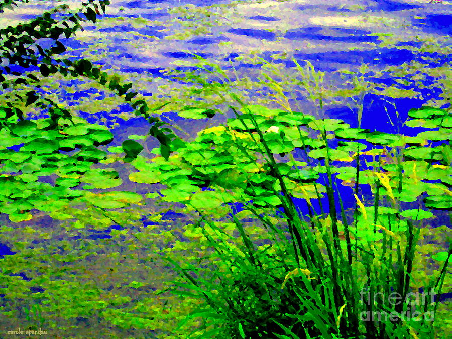 Lily Pads On The Lachine Canal Summer Landscape Scenes Colors Of Quebec Art Carole Spandau Painting by Carole Spandau