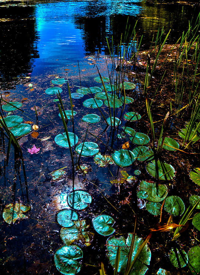 Lily Pads on Beaver Brook Photograph by David Patterson