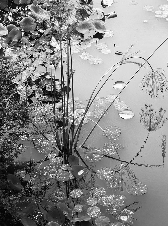 Lily Pads Photograph - Lily Pads by Pat McGrath Avery Lily Pads Photograph - Lily Pads by Pat McGrath Avery