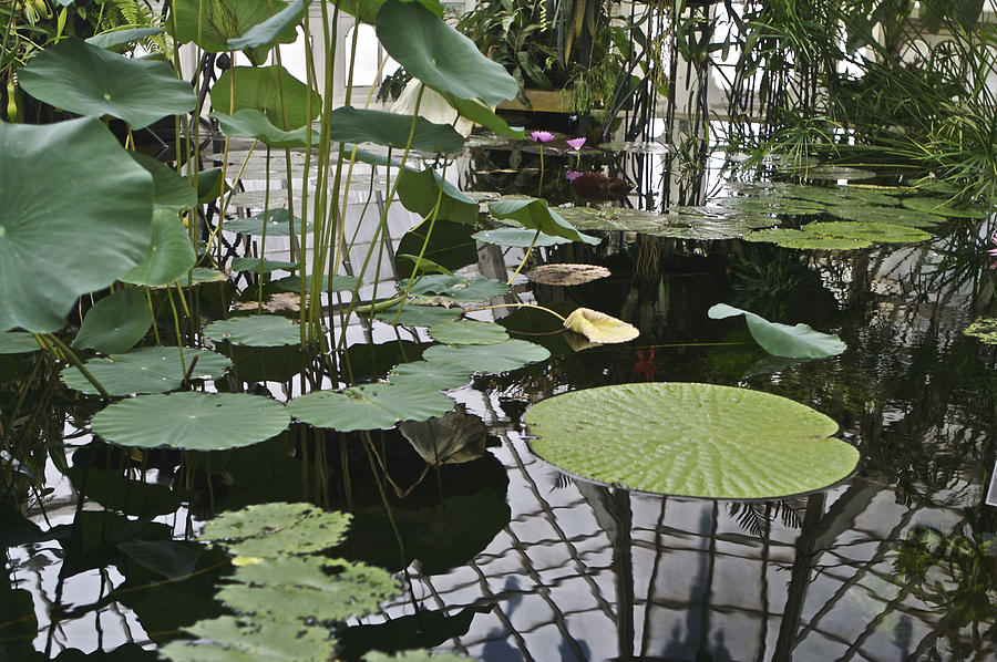 Lily Pads Photograph by SC Heffner