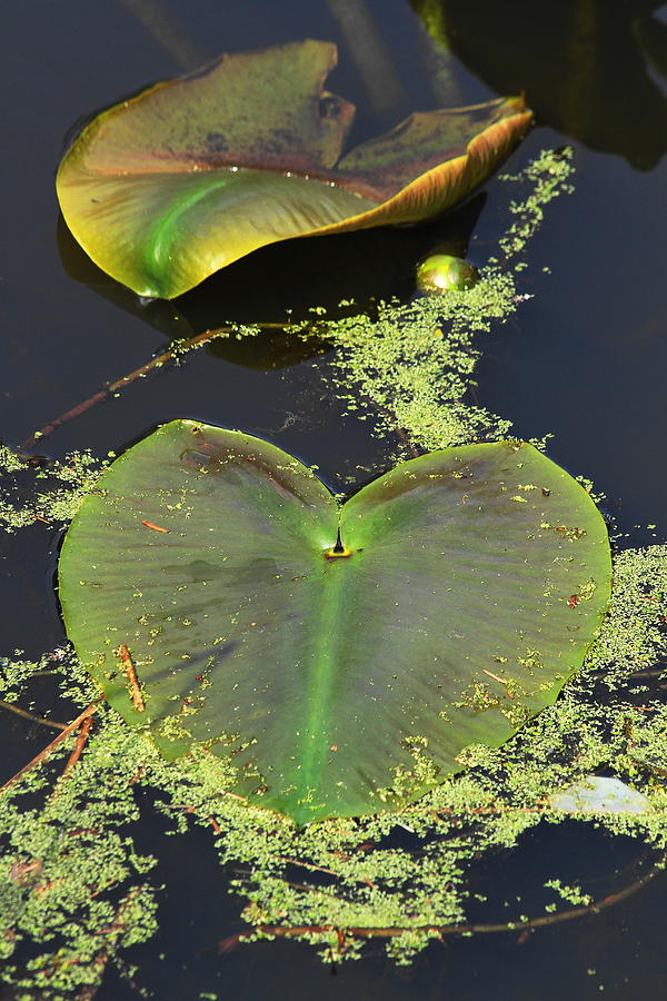 Lily Pads Photograph - Lily Pads by Steven A Bash