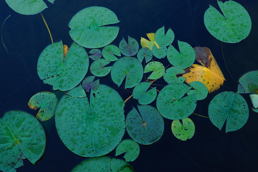 Lily Pads Photograph by Steven Clipperton