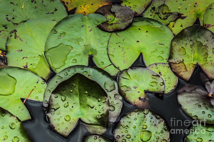 Lily Pads Photograph by Susan Cole Kelly