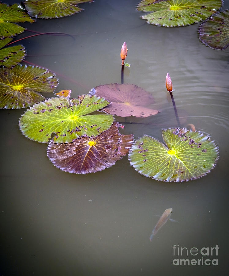 Lily Pads Photograph