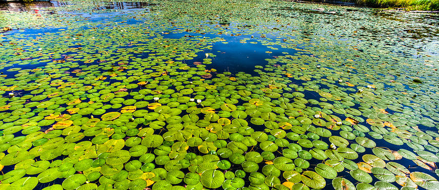 Lily pads Photograph by Tommy Farnsworth