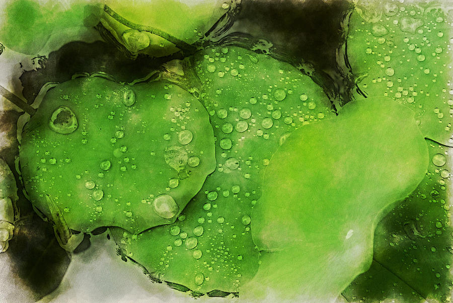 Lily Pads Traveling Pigments Hp Digital Art