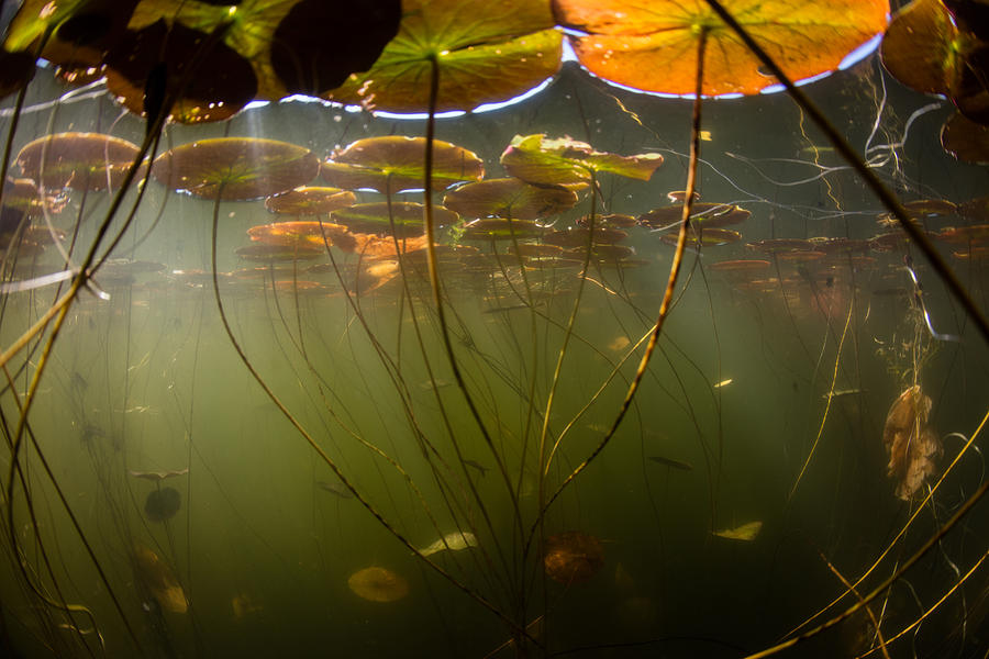 Lily Pads Underwater Photograph by Velvetfish
