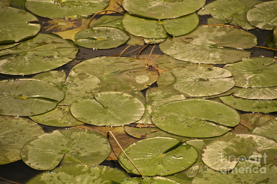 Lily Pads Photograph by William Norton