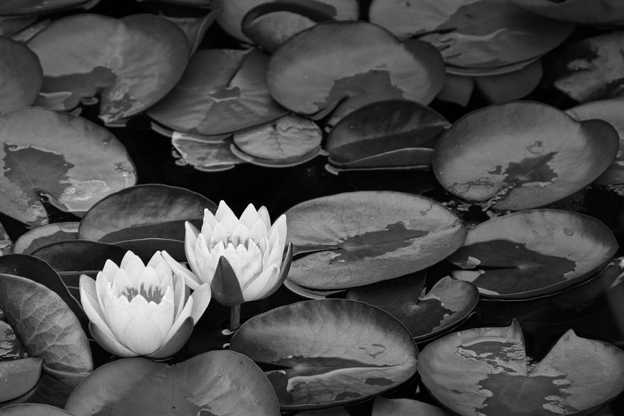 Lily Pads with Blossoms Photograph by Randall Nyhof