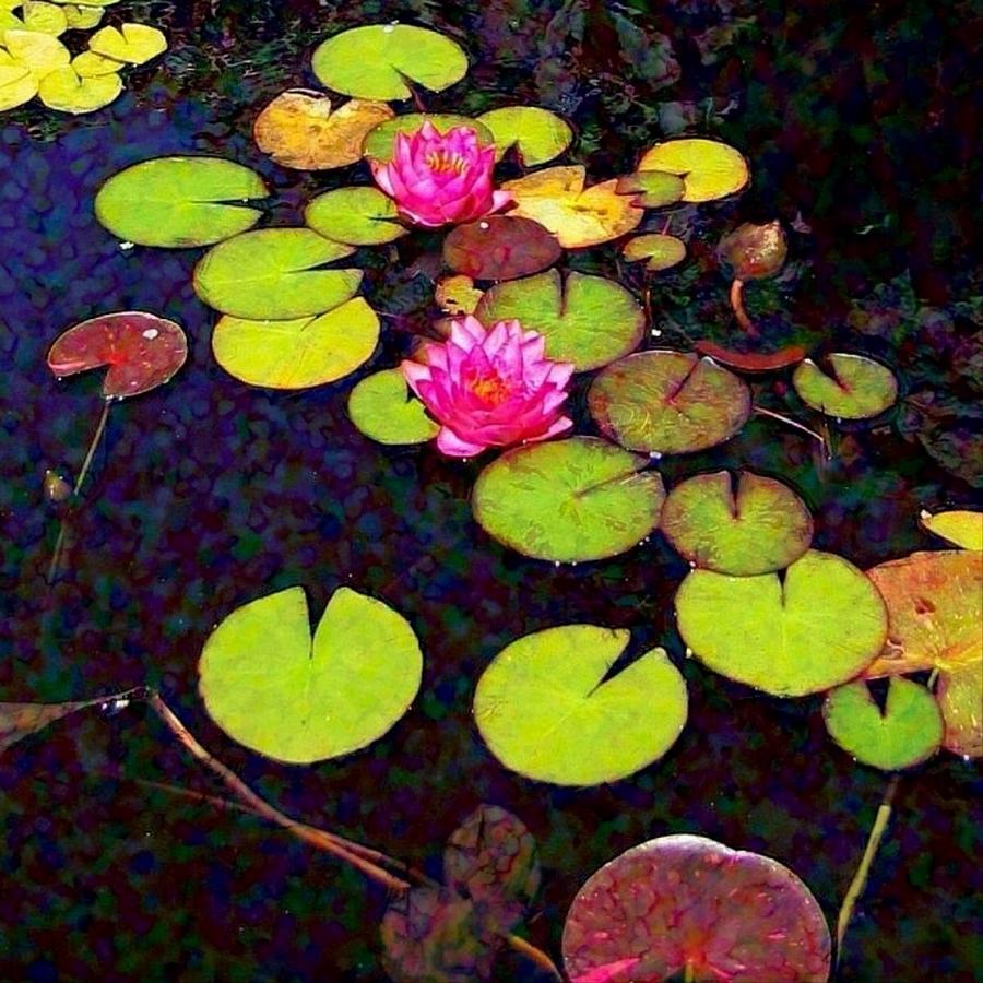 S Lily Pads with Pink Flowers - Square Painting by Lyn Voytershark