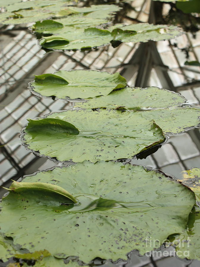 Lily Pads Photograph - Lily Pads with Reflection of Conservatory Roof by Carol Groenen