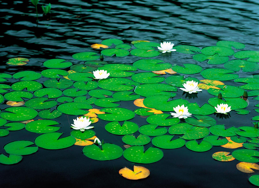 water lily pad costco