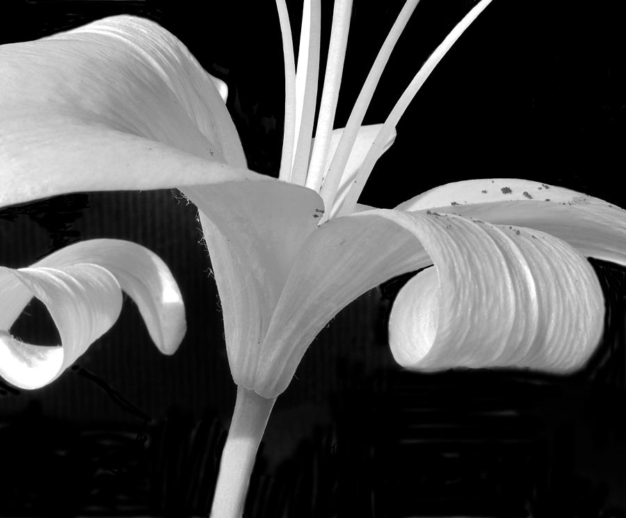 Lily Parts Black and White 2 Photograph by Mary Bedy