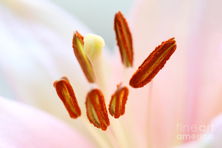 Flower Photograph - Lily Pastels by LHJB Photography