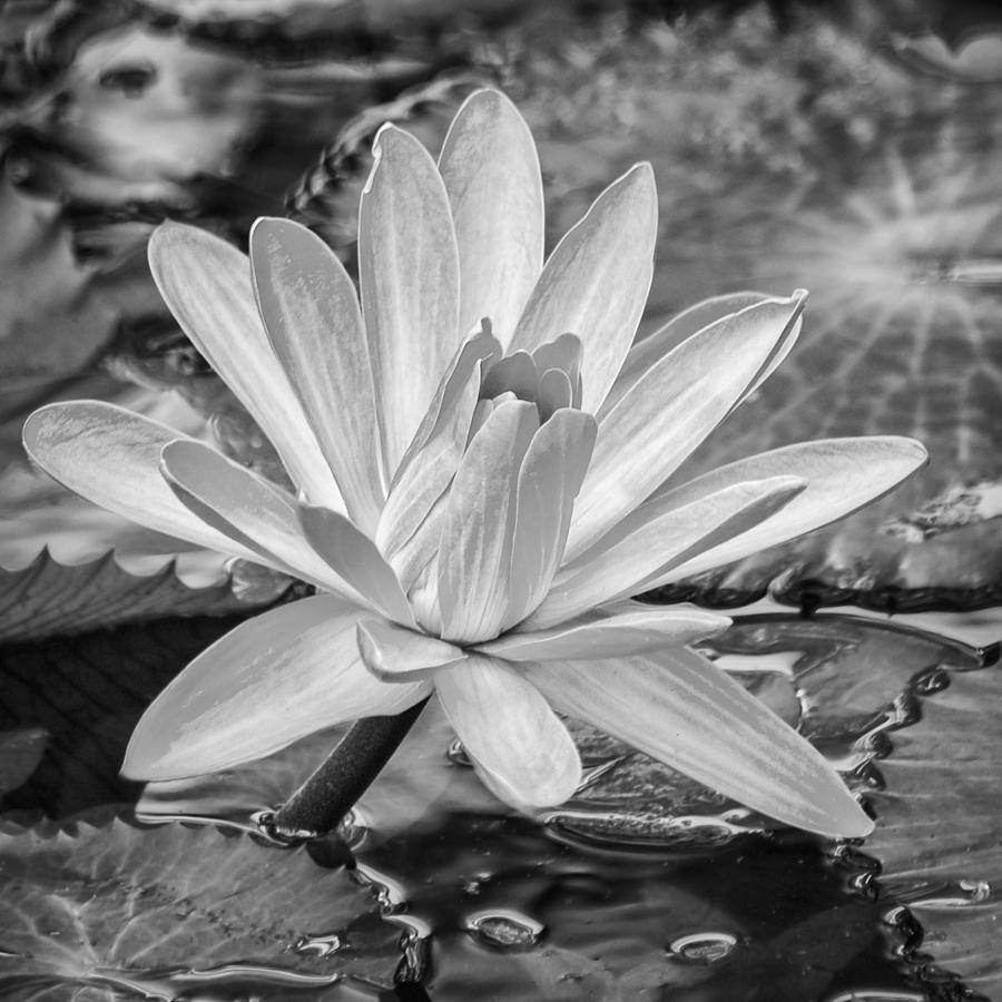 Lily Petals - BW Photograph by Carolyn Marshall