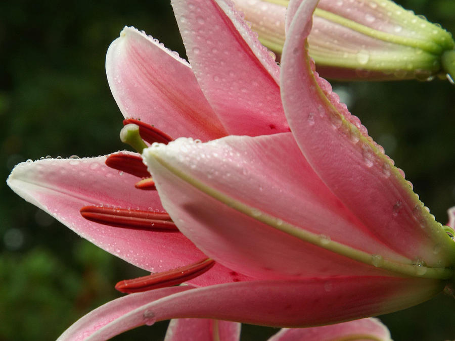Lily Pink Summer Showers Photograph by Dianne Cowen Cape Cod Photography