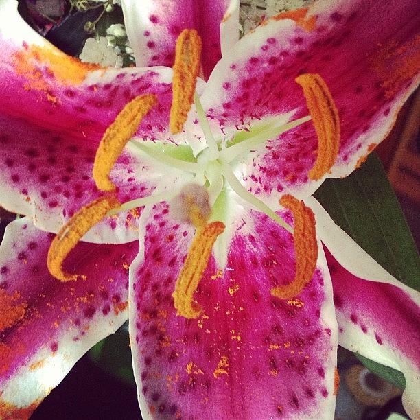 Lily Photograph - #lily #pinklily #flower #bloom #pink by Amber Campanaro