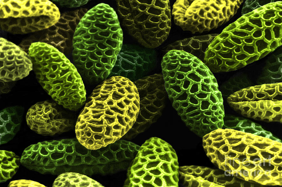 Lily Pollen Photograph by David M. Phillips