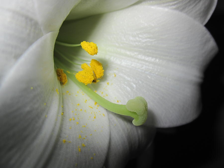Lily Photograph - Lily Pollen by Heather Gordon