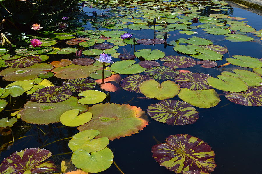 Lily Pond #2 Photograph by Richard Levitan - Fine Art America