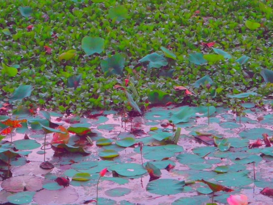 Lily Photograph - Lily Pond 2 by Usha Shantharam