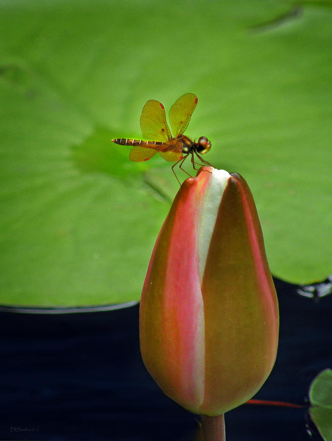 Lily Pond Amberwing Photograph by Deborah Smith