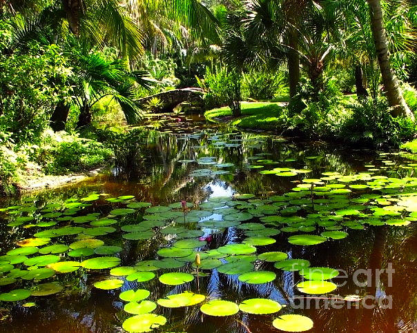 Lily Pond Photograph by Anita Lewis