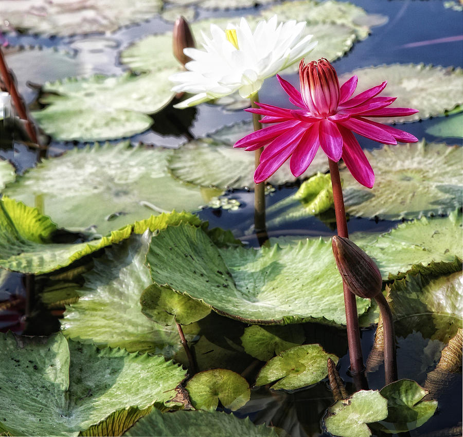 Lily Pond Beauties by Carol Kinkead Lily Pond Beauties by Carol Kinkead