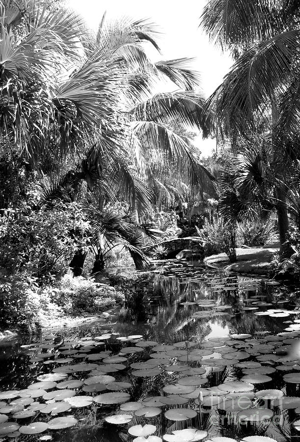 Lily Pond Bw Photograph by Anita Lewis