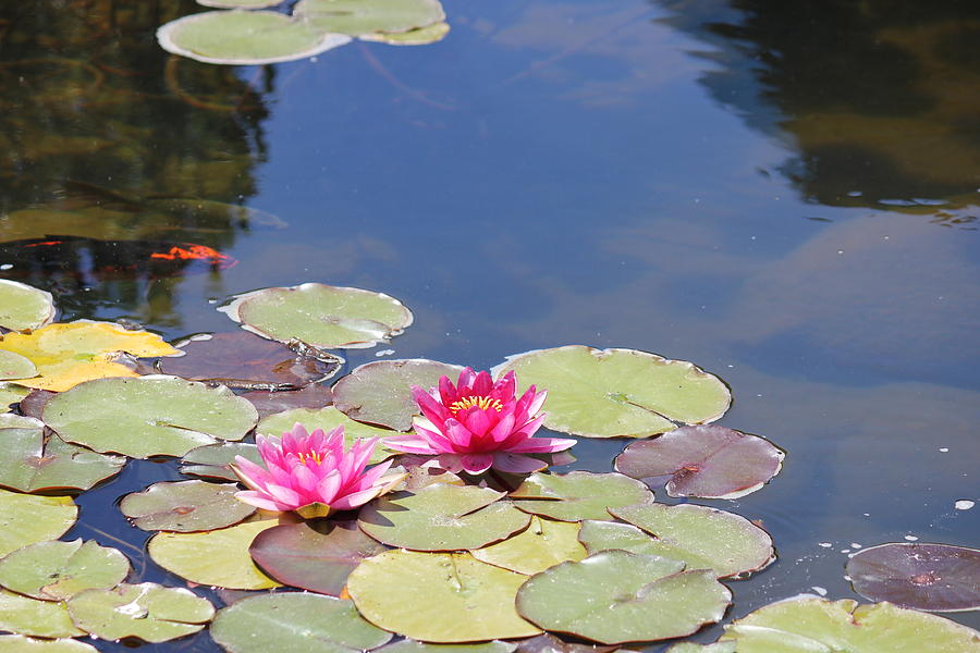 Lily Pond Photograph by Douglas Miller