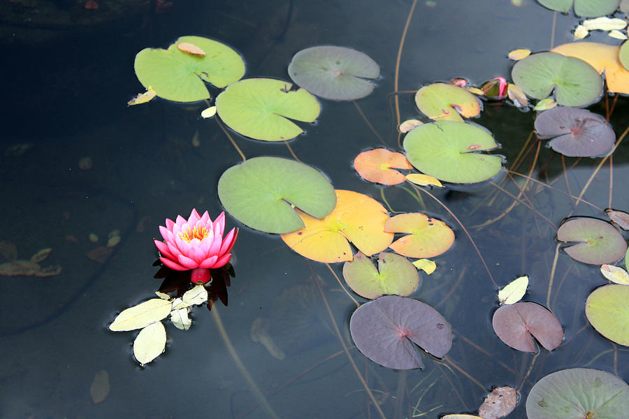Lily Pond Photograph by Gerry Bates