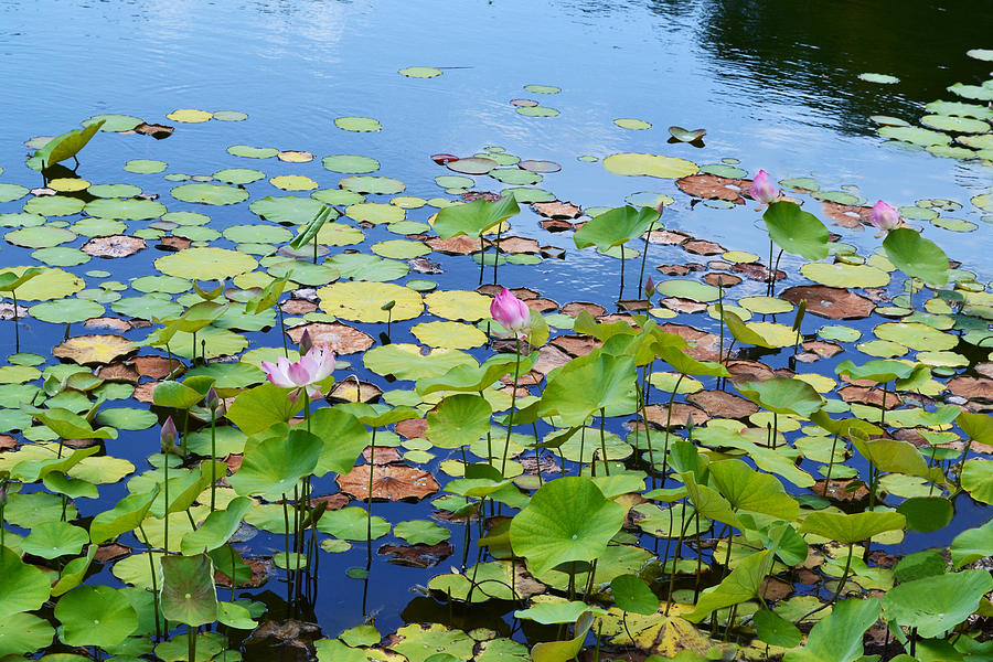 Lily Pond Photograph by GK Hebert Photography - Fine Art America