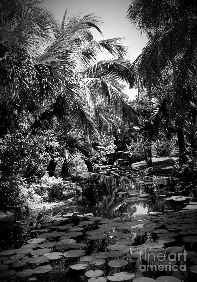 Lily Pond I Bw Photograph by Anita Lewis