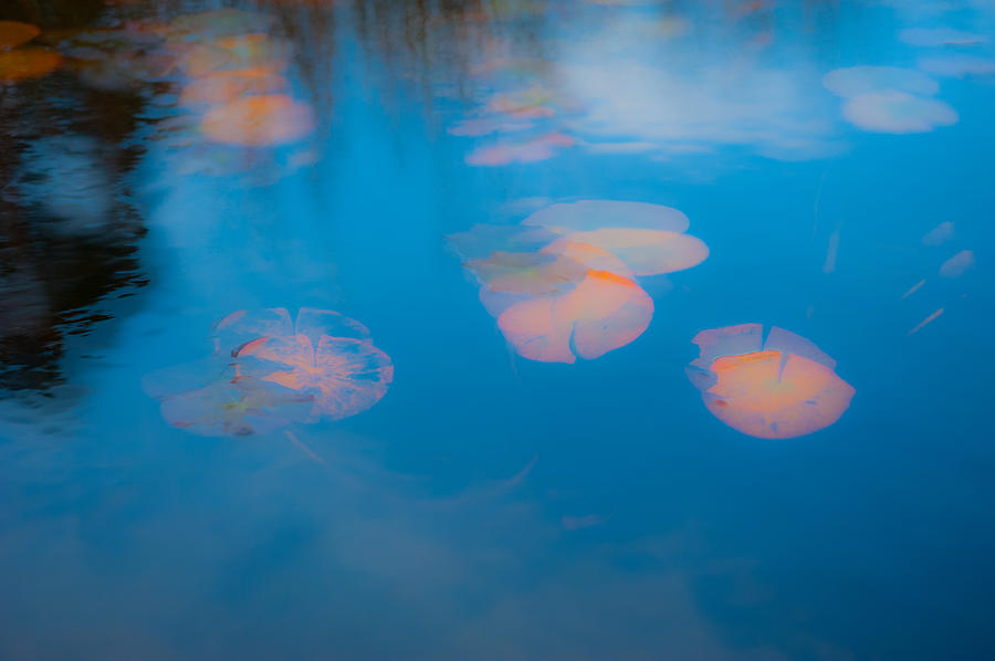 Lily  Pond In Dream Photograph by Catherine Lau