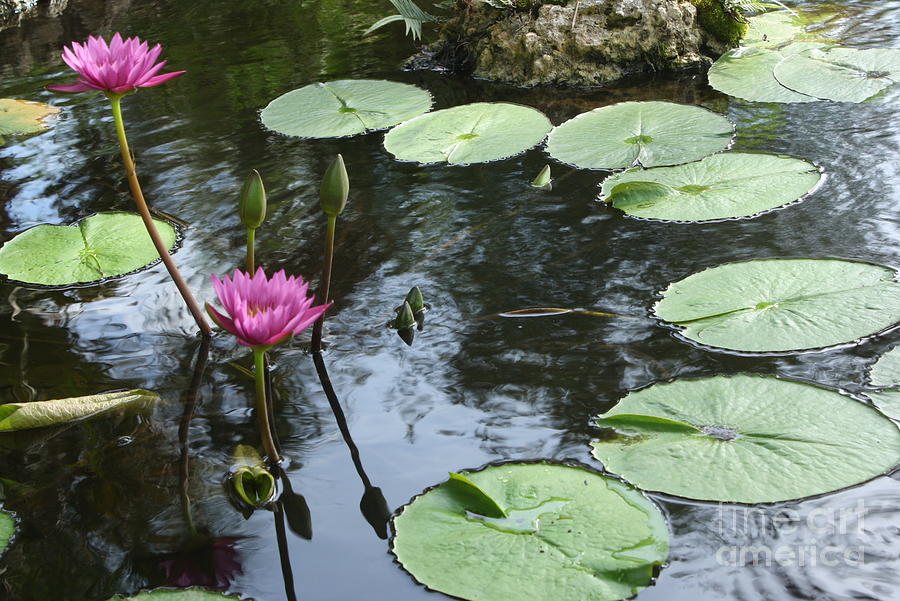Lily Photograph - Lily pond by Victoria Davis