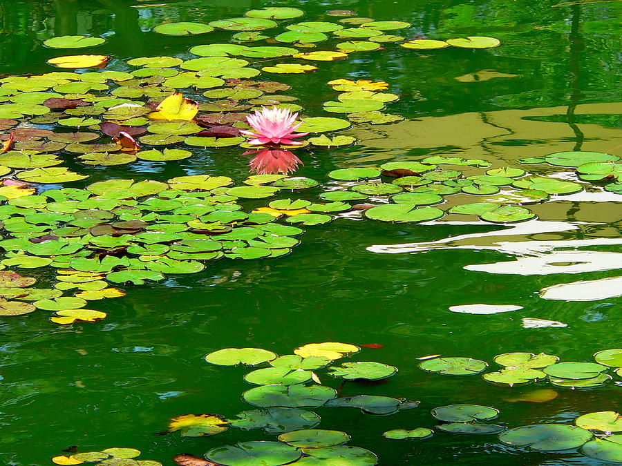 Lily Pond  Photograph by Jeff Lowe